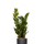 Glücksfeder - Zamioculcas Ø:14 H:50 cm