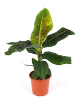 Zwergbanane (Musa 'Dwarf Cavendish') im Kulturtopf Ø 21 cm, ca. 95 cm hoch – freigestellt