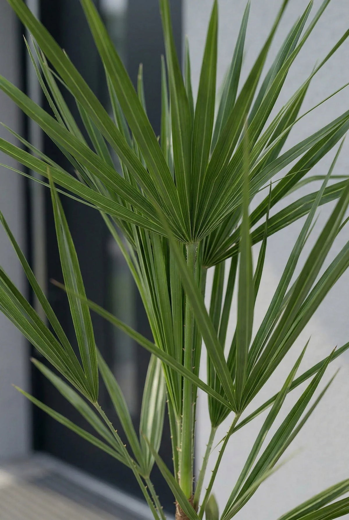 Zwergpalme - Chamaerops Humilis, kompakter Wuchs