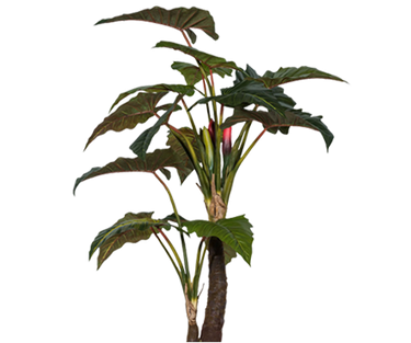 Alocasia Künstlich H: 220cm