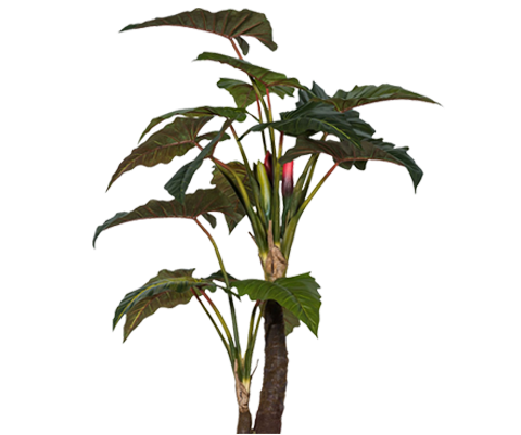 Alocasia Künstlich H: 220cm