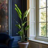 Pflanzkübel Bucket Low Classic Taupe mit hoher Strelitzie am Sprossenfenster neben einem blauen Samtsessel