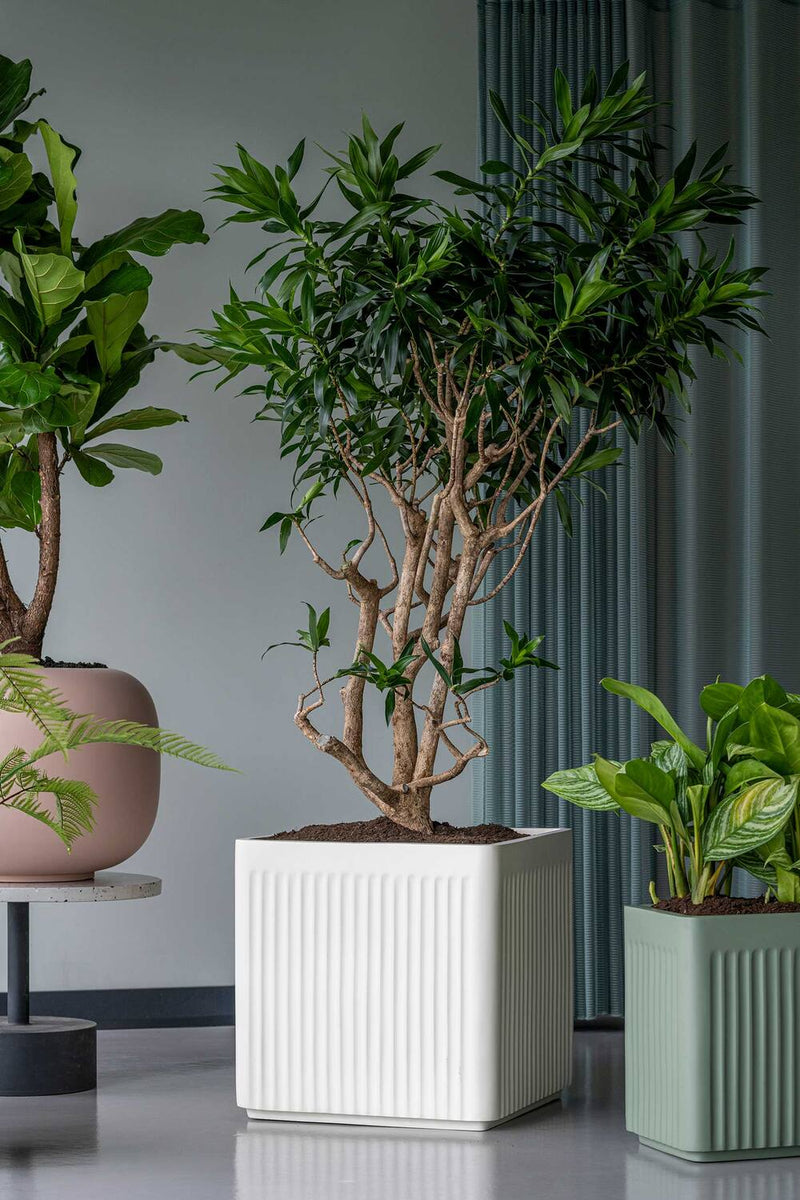 Quadratischer Pflanzkübel Block Seidenweiß aus Fiberglas mit Rillenstruktur und kleinem Baum in einem modernen Innenraum