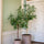 Ficus Alii Baum Kunstpflanze XL 230cm - Finestgreen
