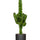 Euphorbia erytrea - Wolfsmilchkaktus Ø:24 H:110 cm