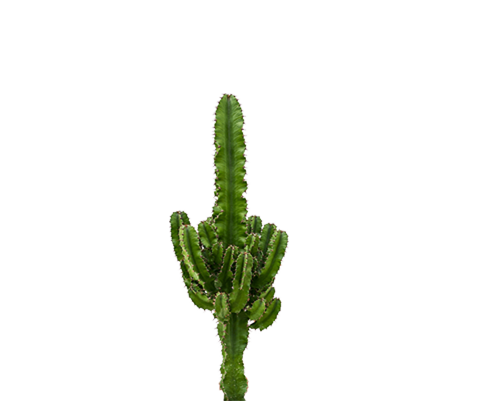 Euphorbia erytrea - Wolfsmilchkaktus Ø:24 H:110 cm