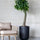 Pachira Kunstpflanze L 170cm - Finestgreen