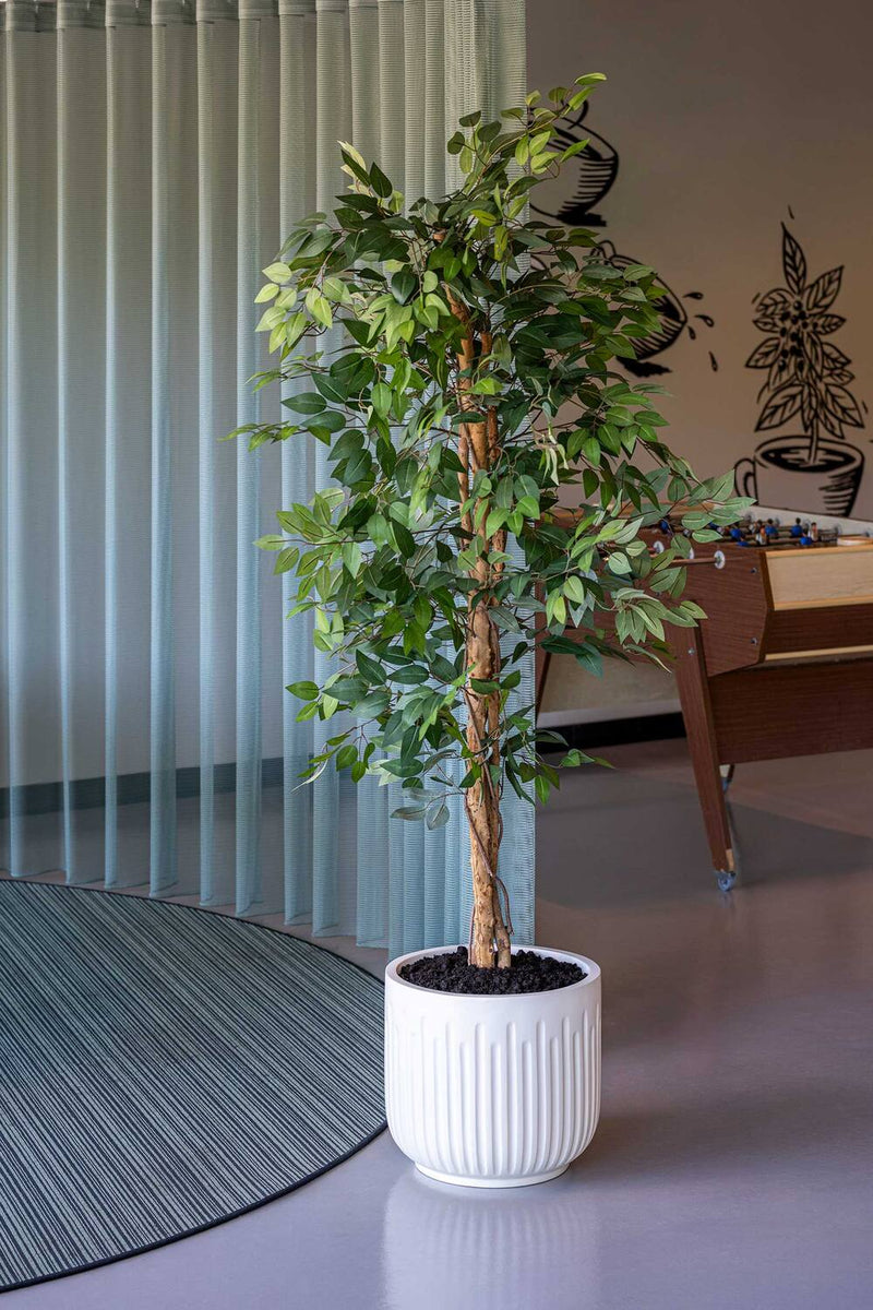 Runder Blumentopf Arcus Seidenweiß aus Fiberglas mit Ficus-Bäumchen in einem hellen Gemeinschaftsraum