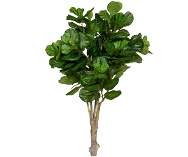 Ficus Lyrata Geigenfeige Künstlich H: 180cm