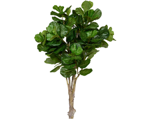 Ficus Lyrata Geigenfeige Künstlich H: 180cm
