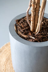Hoher Pflanzkübel Dice Grau im Detail: matte graue Oberfläche und Rand, bepflanzt mit Stämmen und Rindenmulch