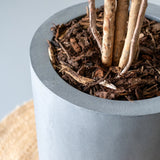 Hoher Pflanzkübel Dice Grau im Detail: matte graue Oberfläche und Rand, bepflanzt mit Stämmen und Rindenmulch