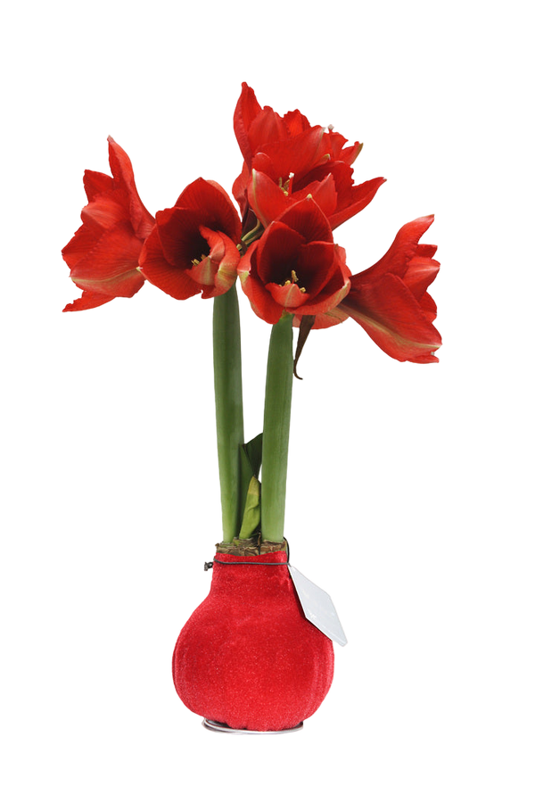 Amaryllis in Wachs – Velvet Rot