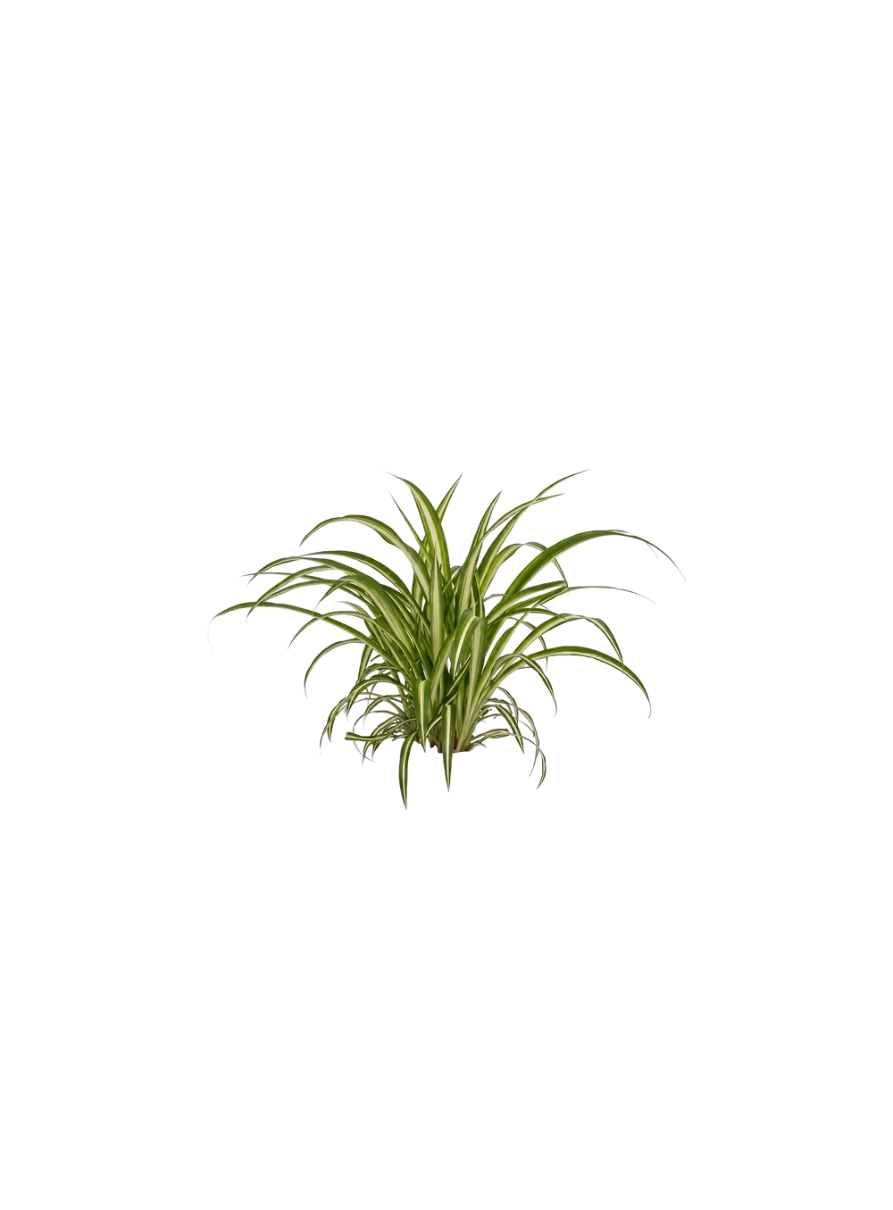 Grünlilie - Chlorophytum comosum 'Variegatum'