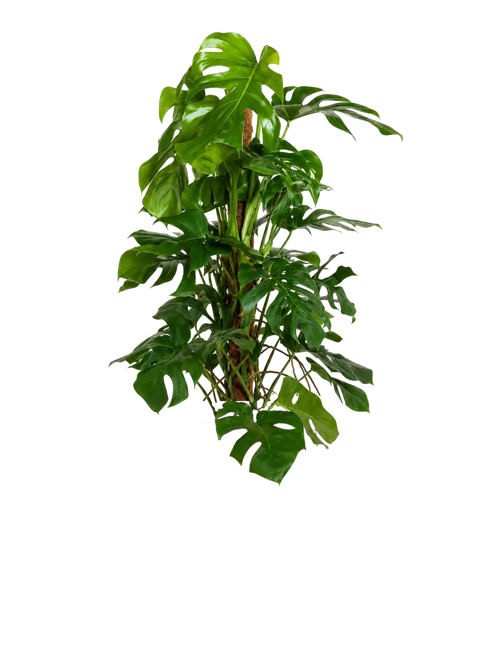 Monstera Deliciosa mit Moosstab