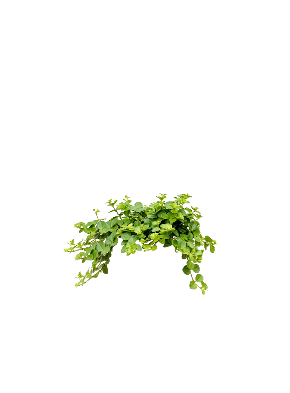 Peperomia rotundifolia - Zwergpfeffer
