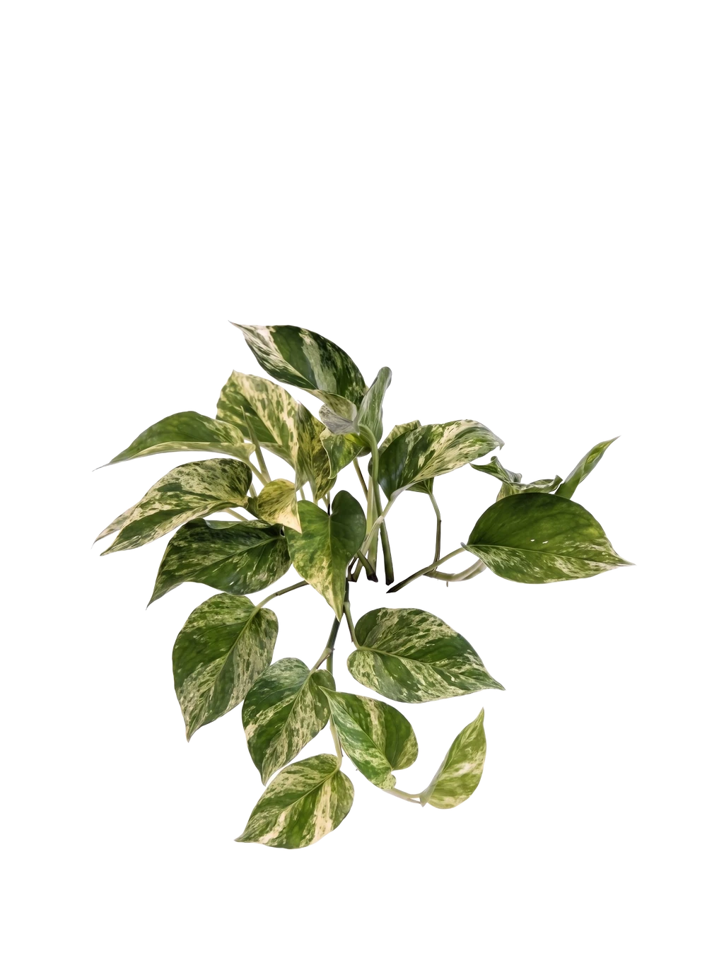 Efeutute Marble Queen - Epipremnum Aureum