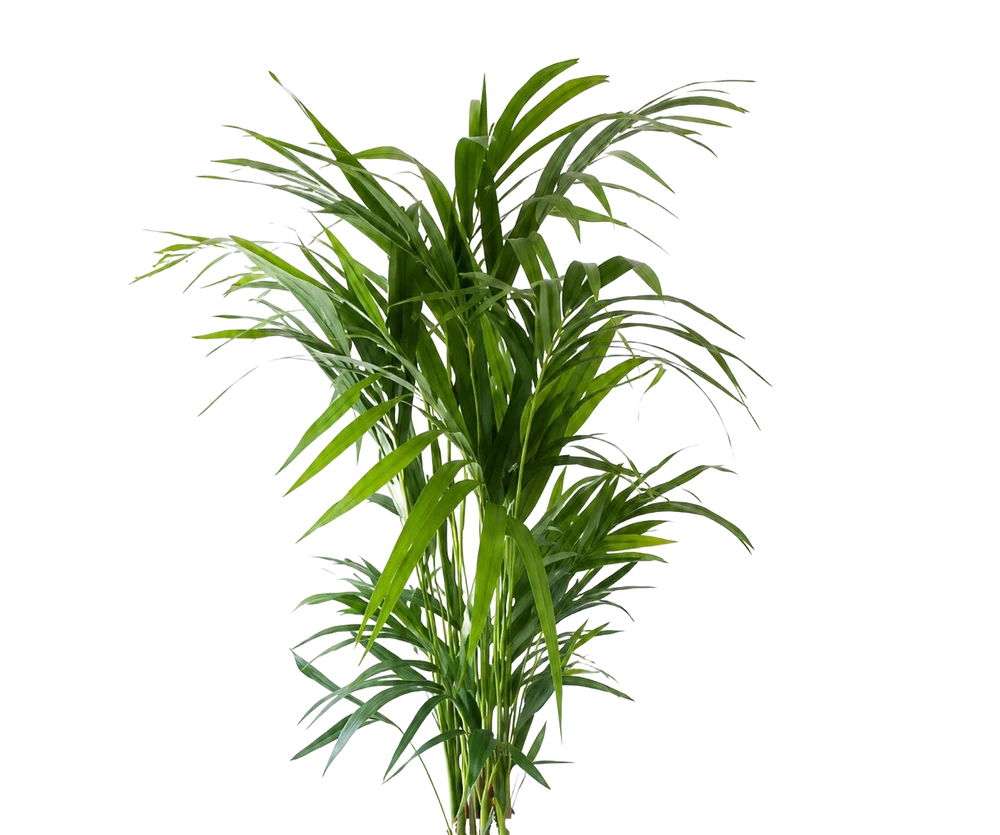 Kentia Palme