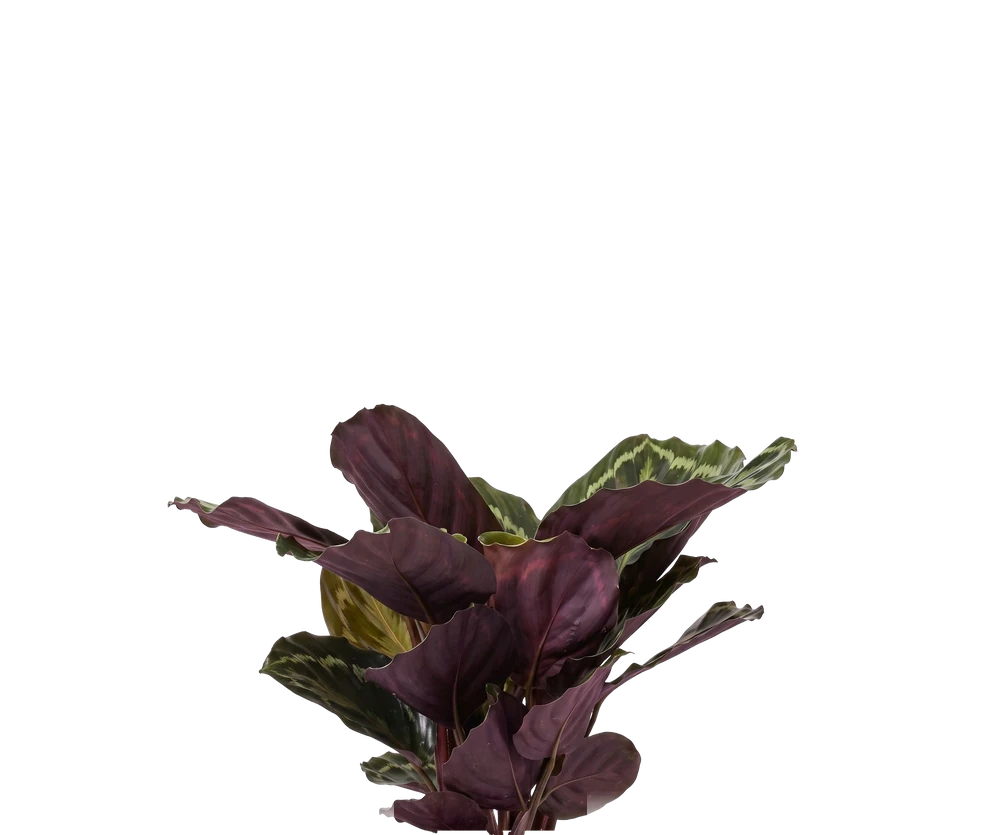 Calathea Medallion - Korbmarante