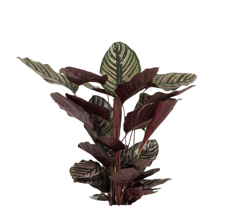 Calathea Ornata - Korbmarante