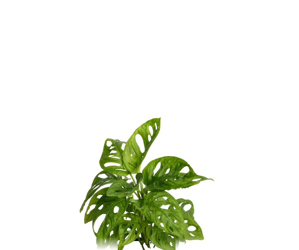 Monstera Obliqua - Monstera Adansonii Mini