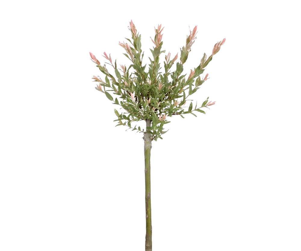 Harlekinweide - Flamingo-Weide Salix Integra