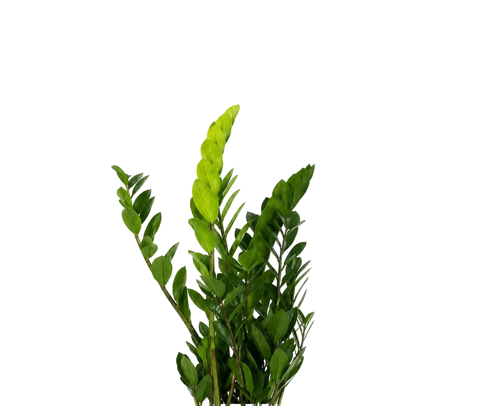 Glücksfeder - Zamioculcas