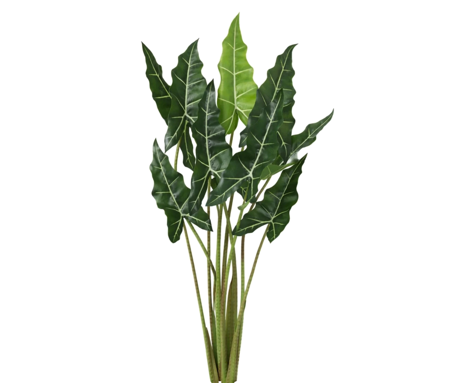 Alocasia Taro künstlich, H: 120cm