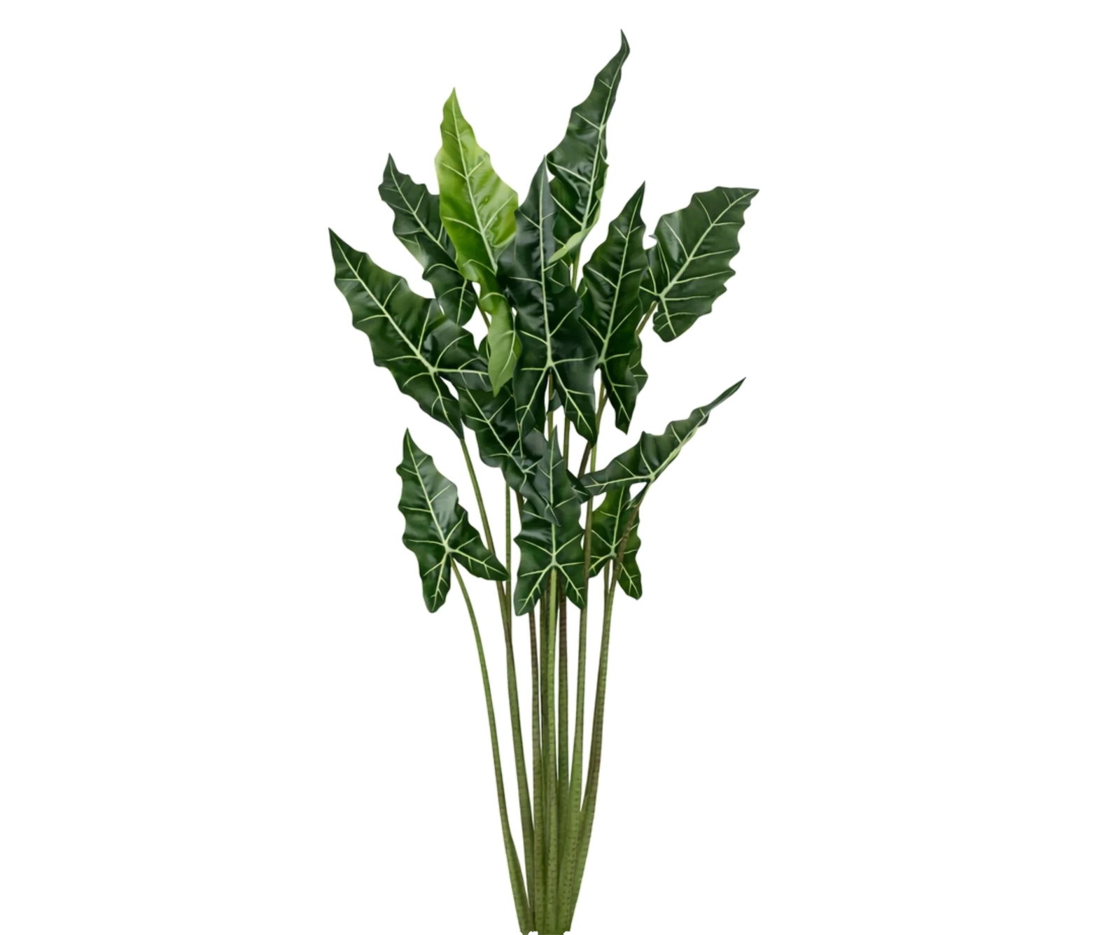 Alocasia Taro künstlich, H: 160cm