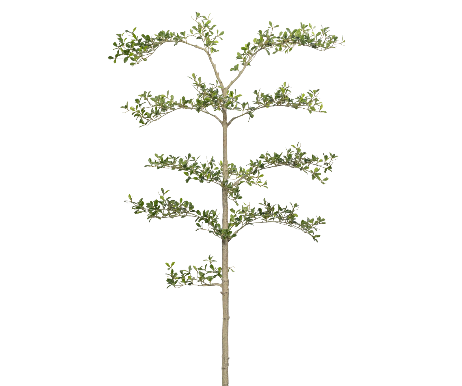 Bucida Buceras Shady Lady künstlich, H: 180cm