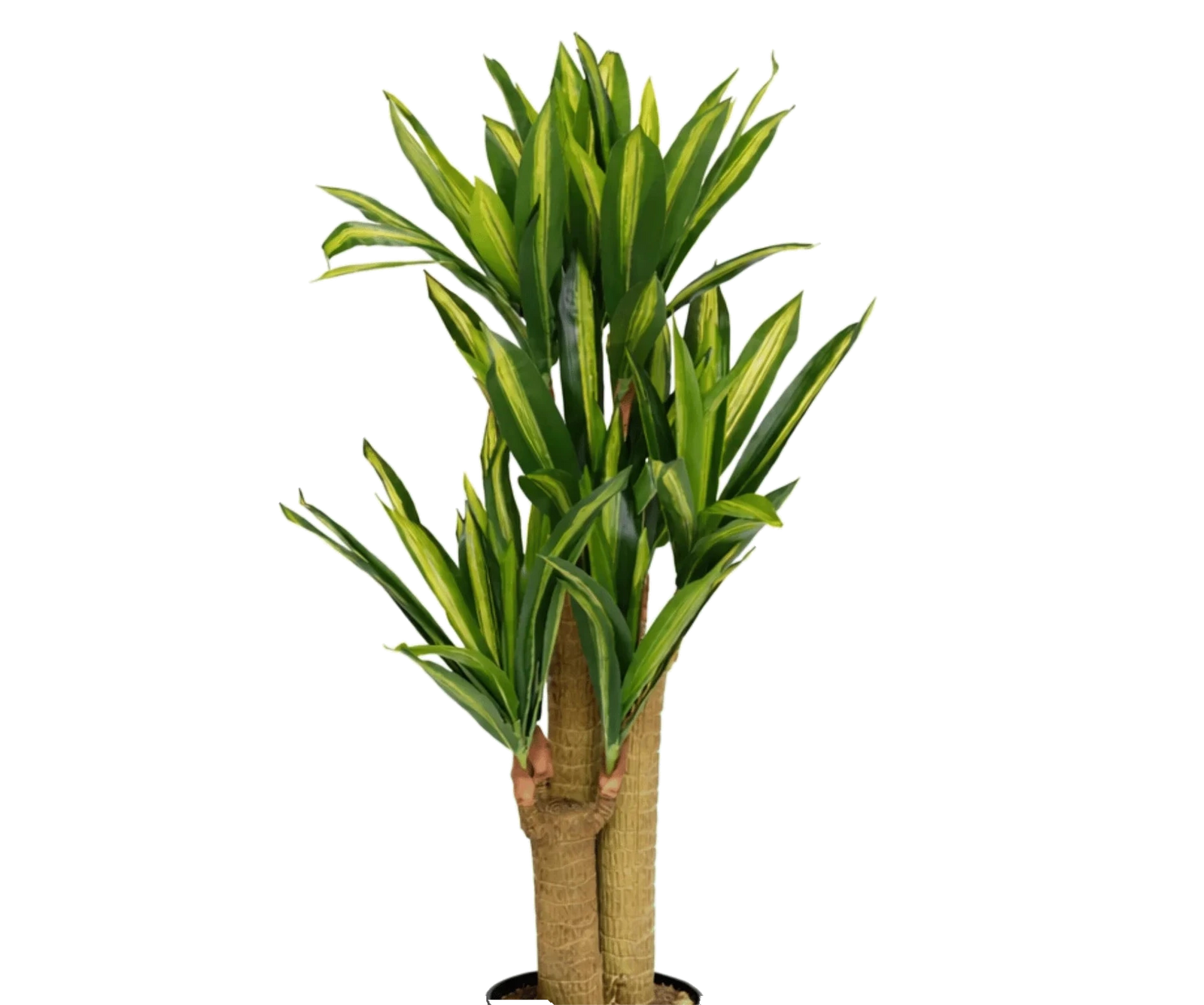 Dracaena Drachenbaum künstlich, H: 120cm