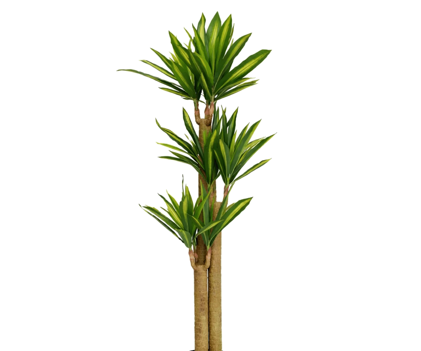 Dracaena Drachenbaum künstlich, H: 180cm
