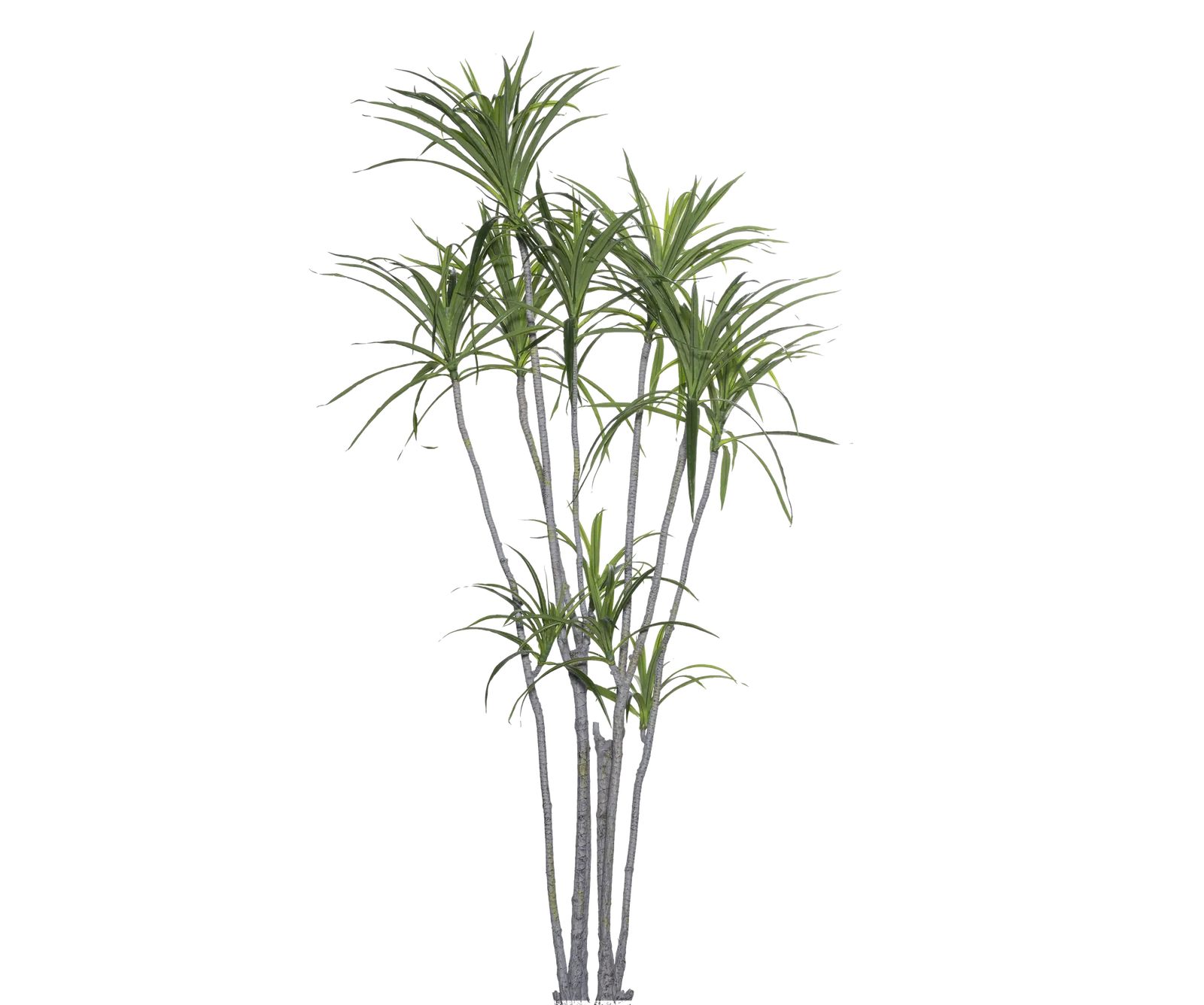 Dracaena Marginata künstlich, H: 230cm