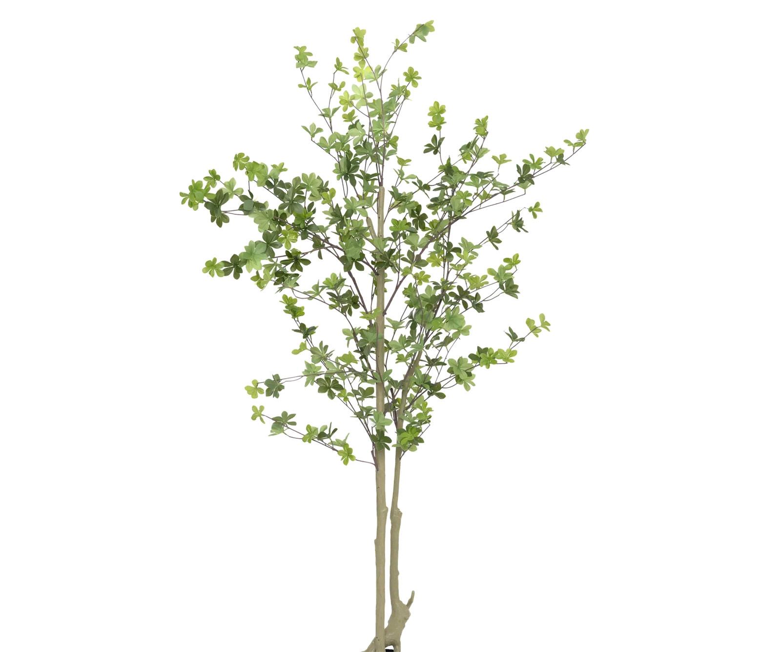 Enkianthus perulatus künstlich, H: 180cm