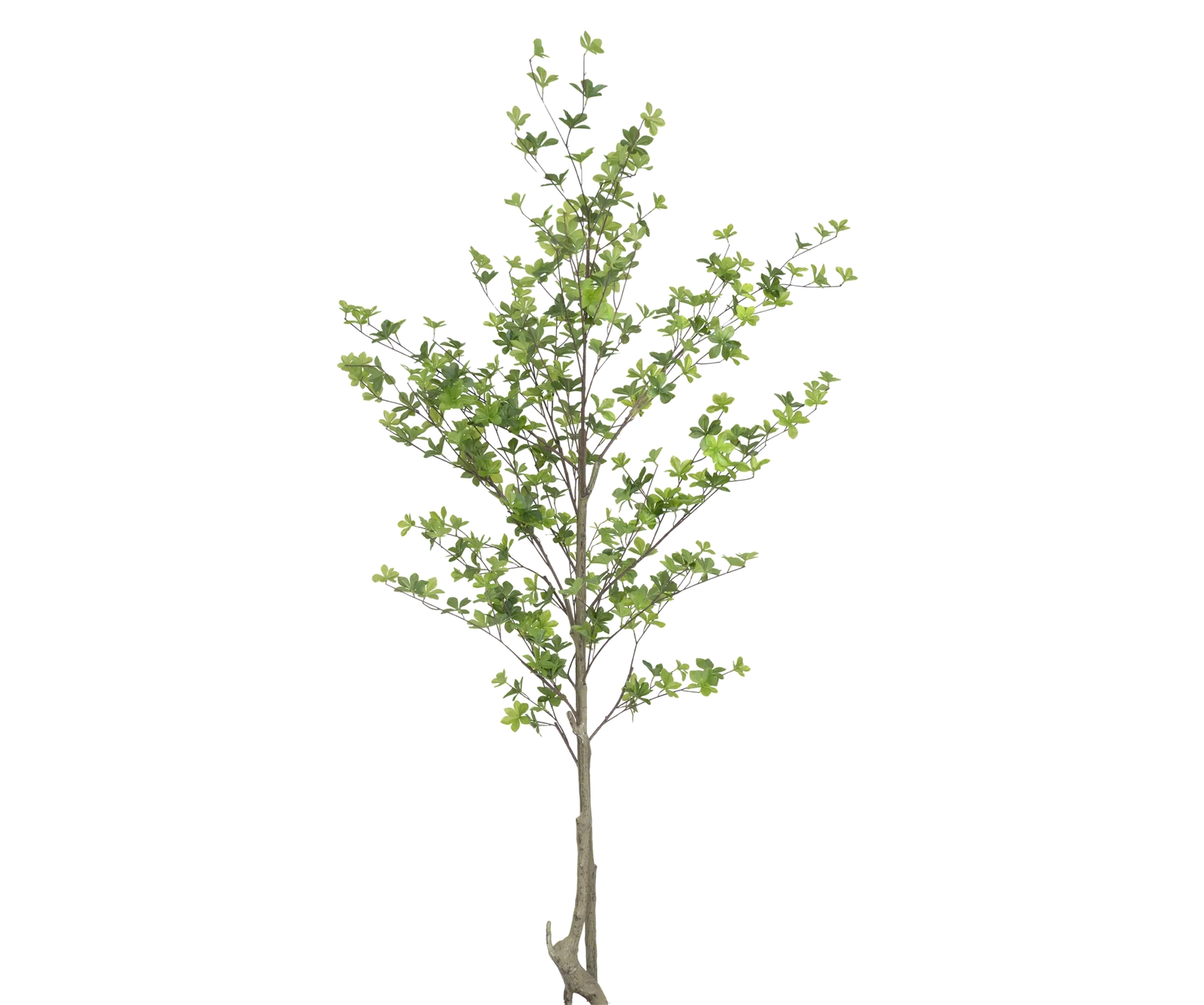 Enkianthus perulatus künstlich, H: 210cm