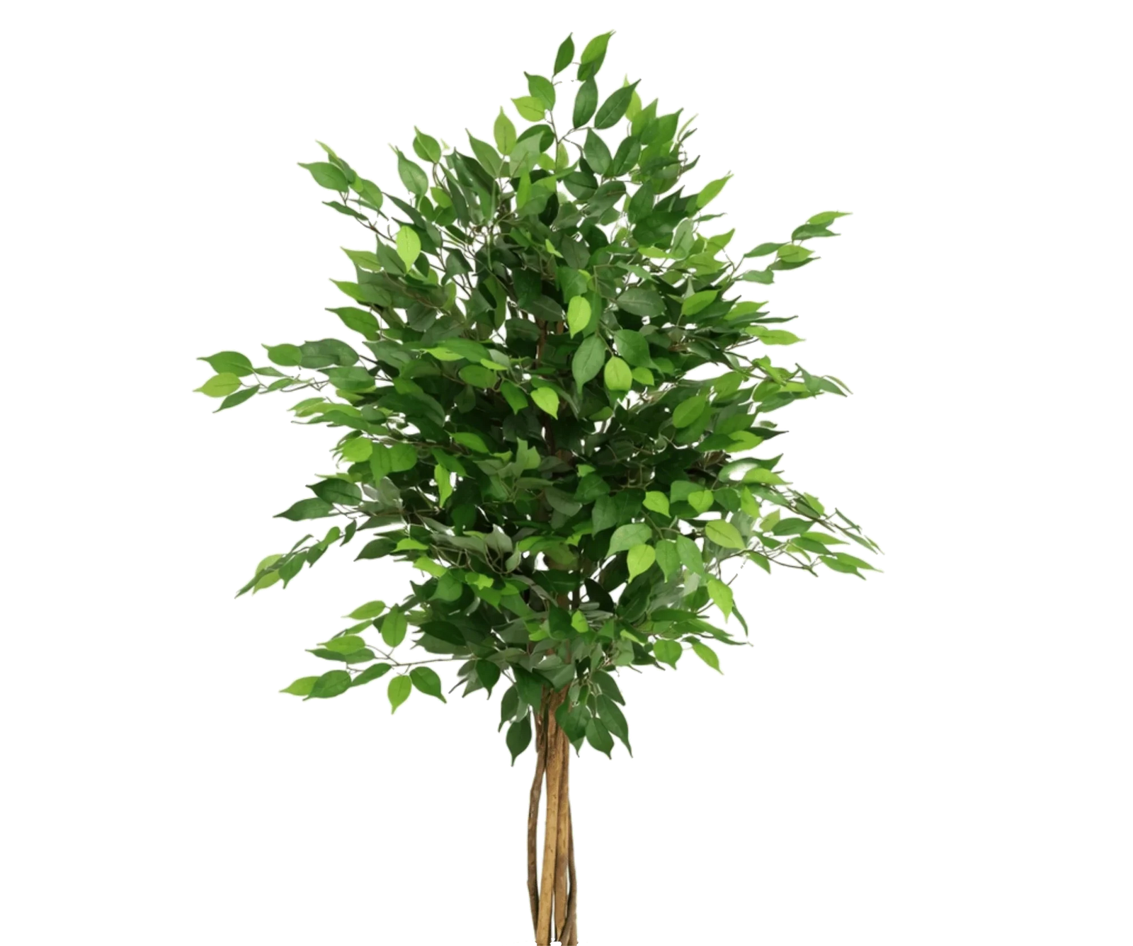 Ficus Benjamina künstlich, H: 120cm