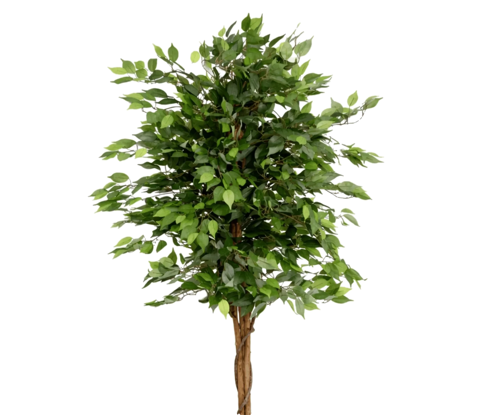 Ficus Benjamina künstlich, H: 150cm