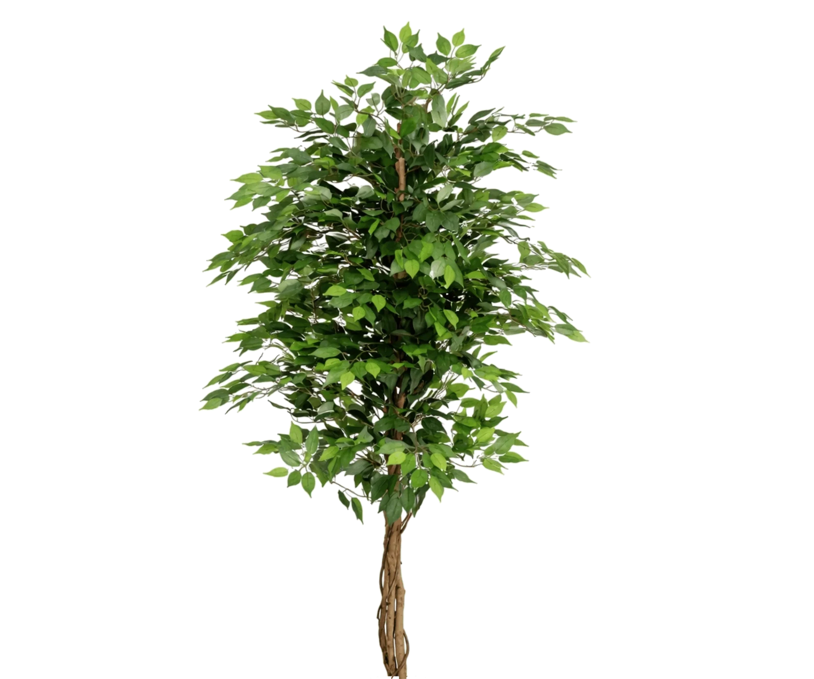 Ficus Benjamina künstlich, H: 180cm