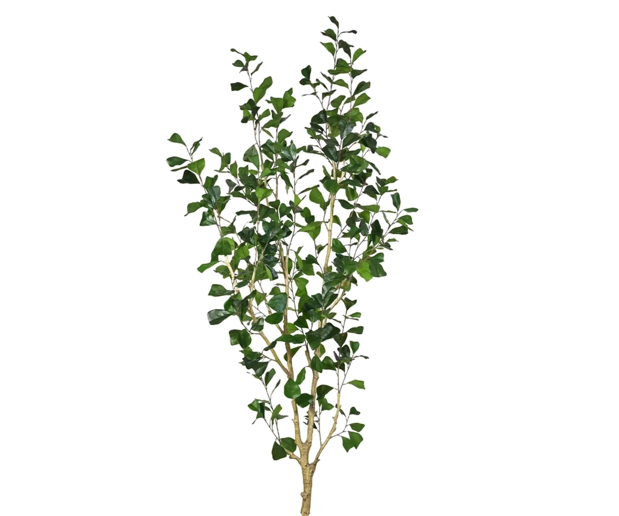 Ficus Triangularis künstlich, H: 180cm