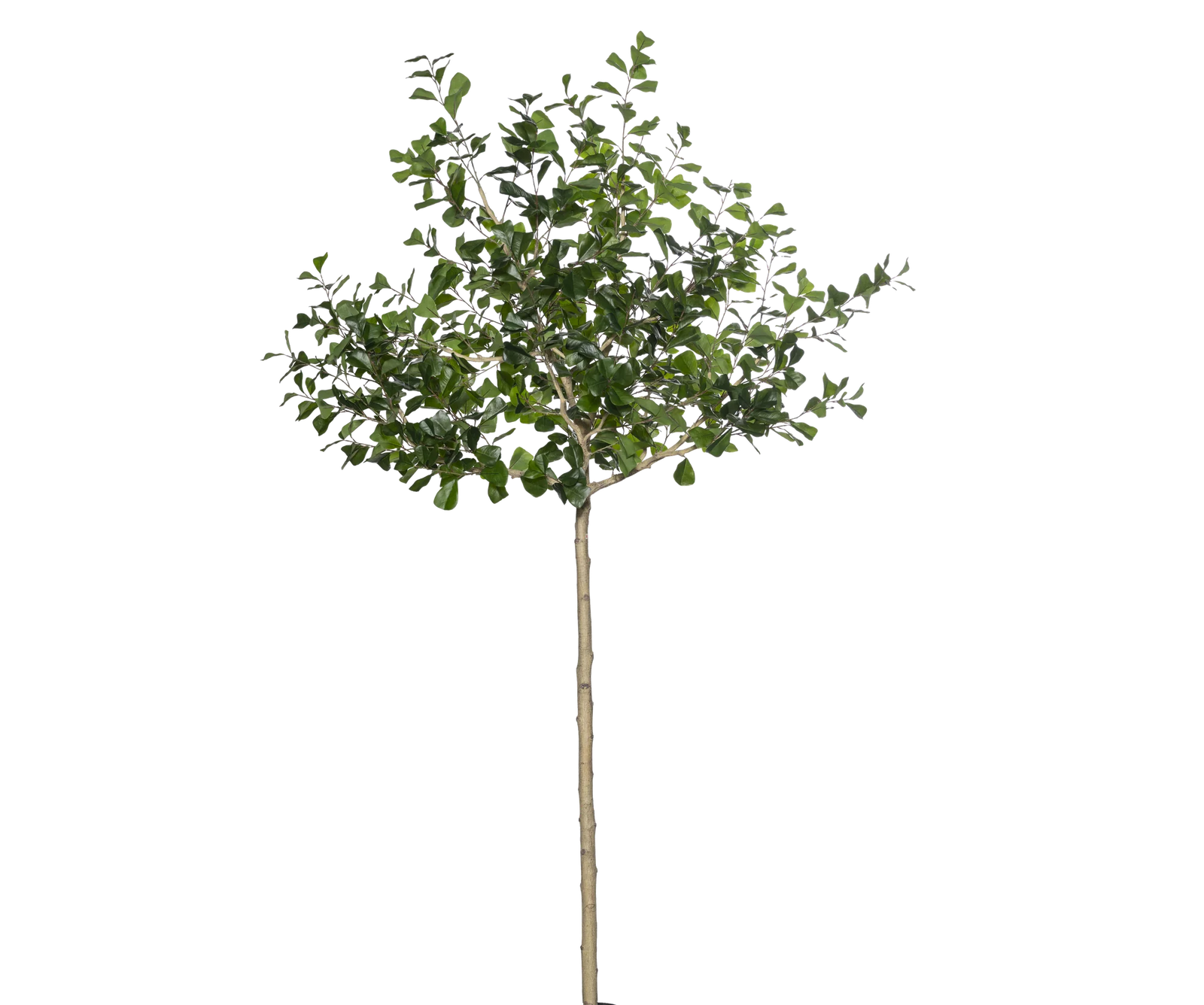 Ficus Triangularis künstlich, H: 240cm
