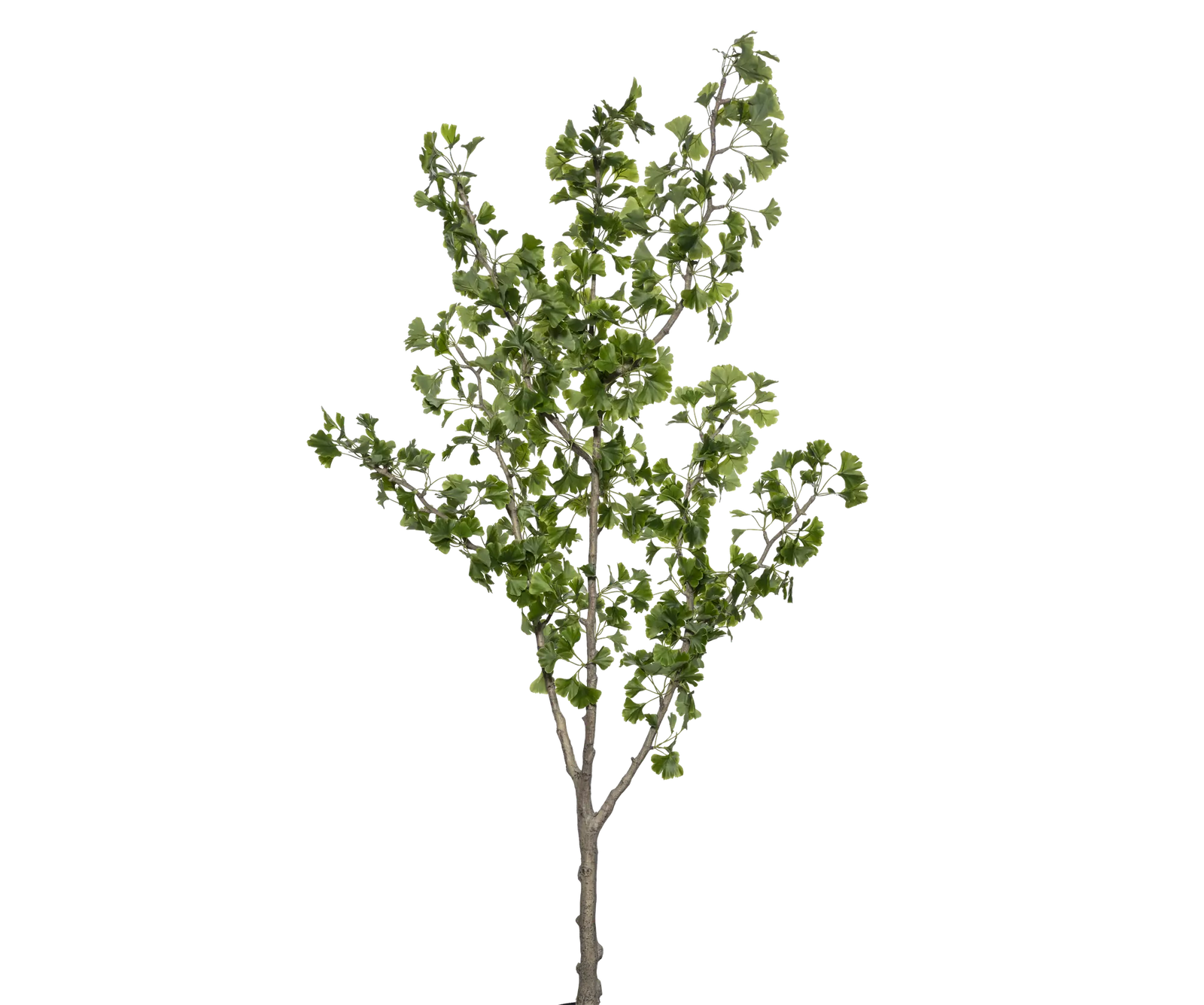 Ginkgo Biloba künstlich, H: 180cm