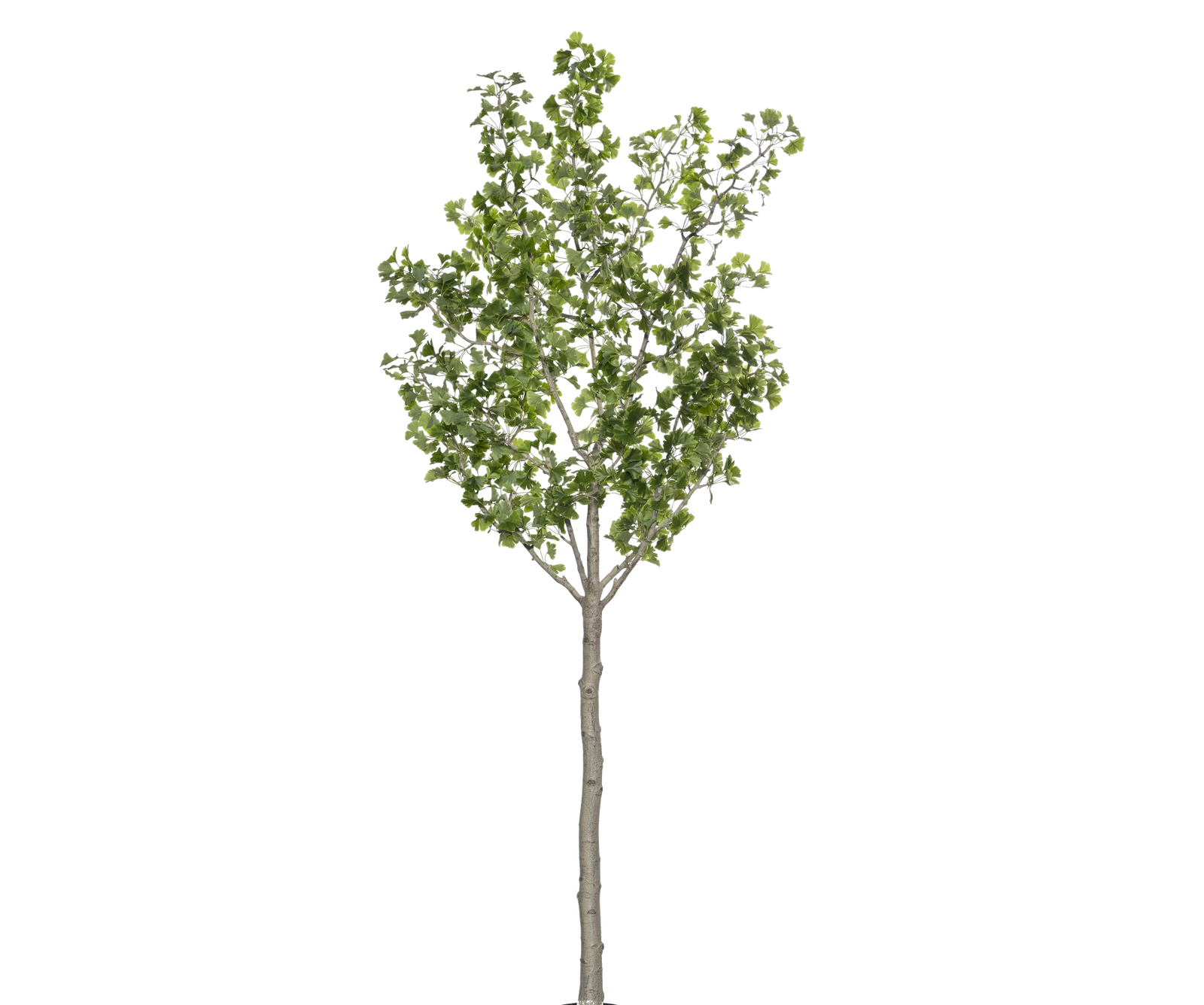 Ginkgo Biloba künstlich, H: 270cm