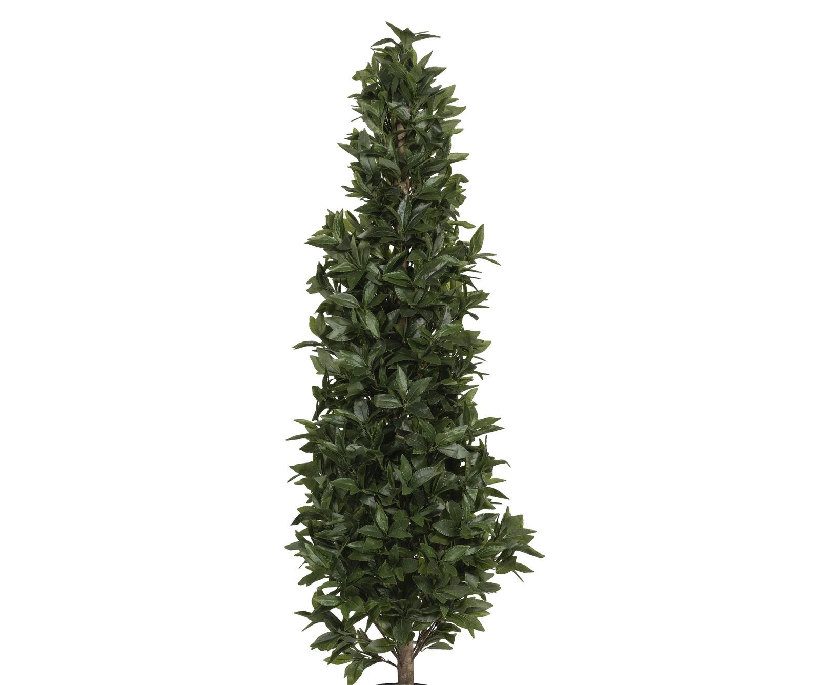 Lorbeer künstlich, H: 150cm