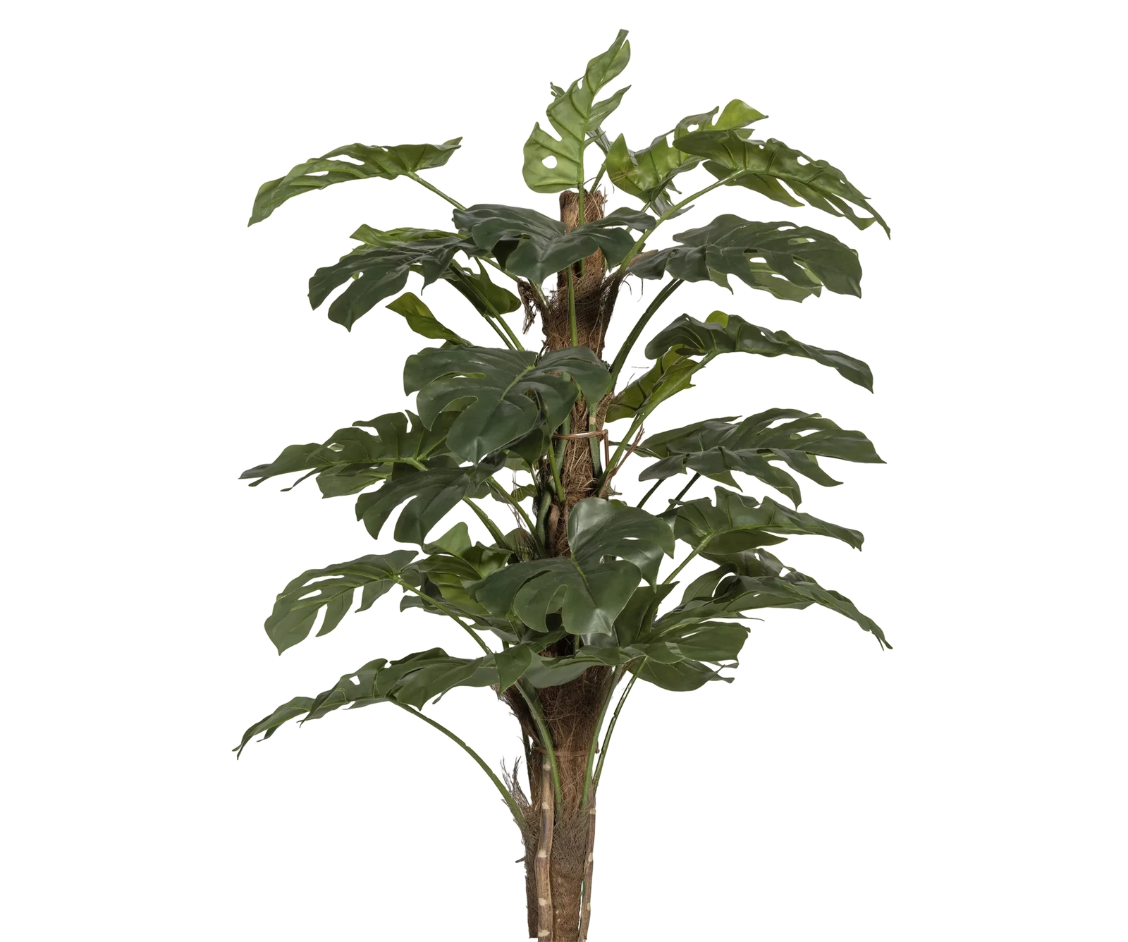 Monstera Pertusum künstlich, H: 140cm