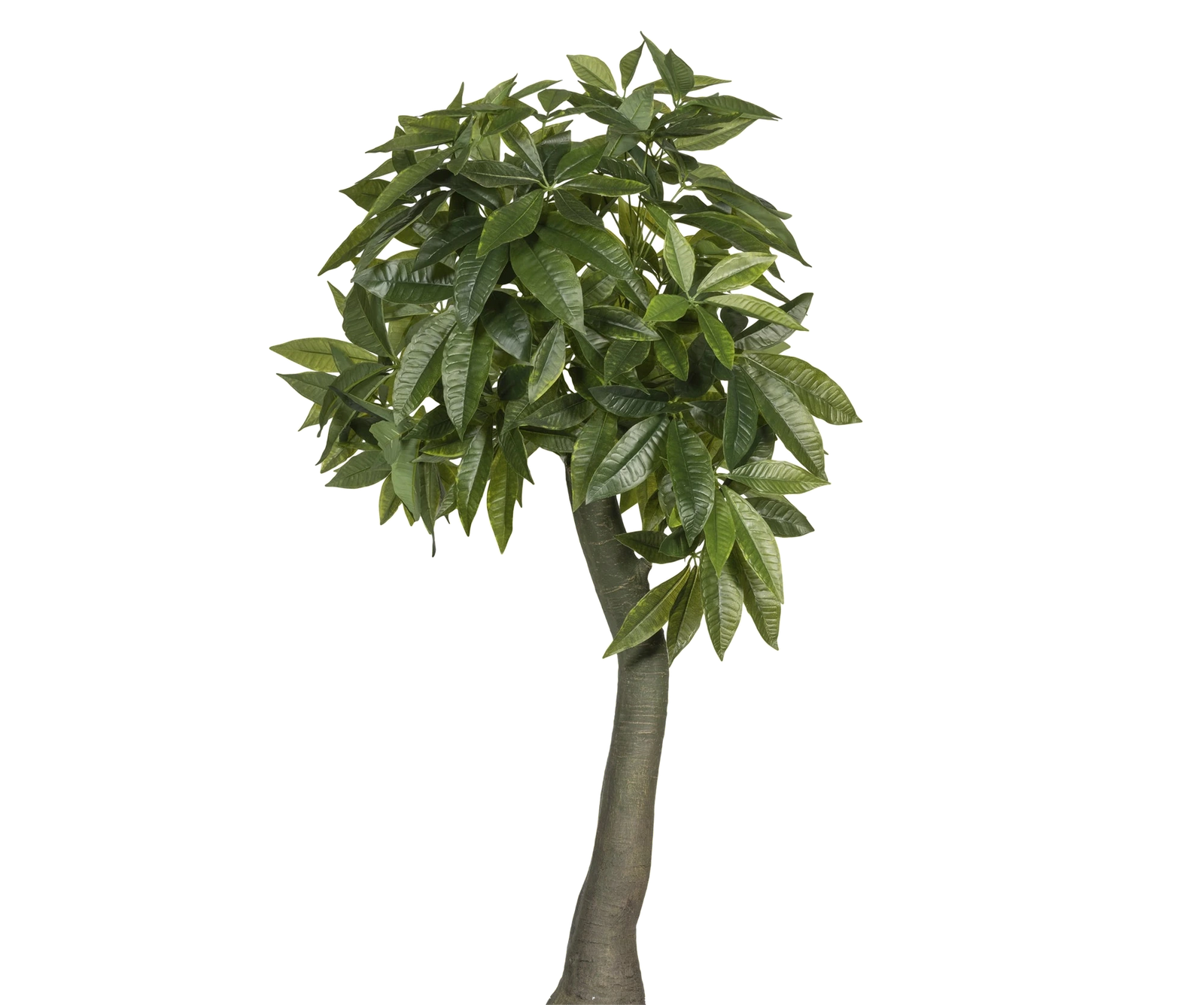 Pachira künstlich, H: 170cm
