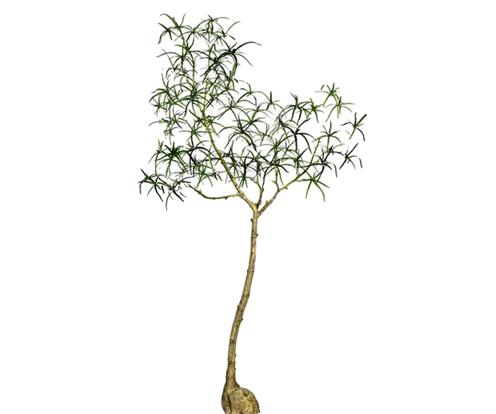Queensland Bottle Tree künstlich, H: 200cm