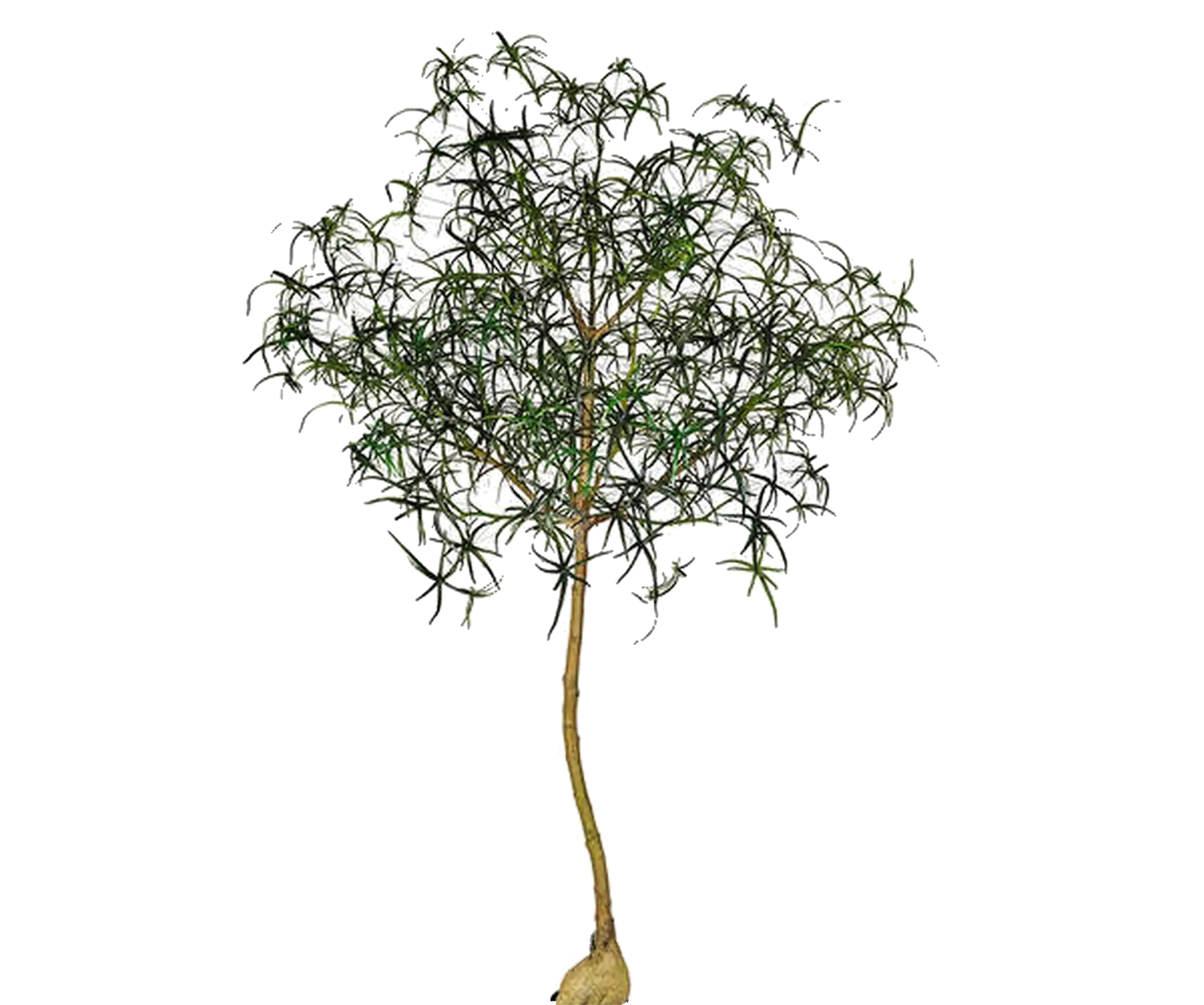 Queensland Bottle Tree künstlich, H: 240cm