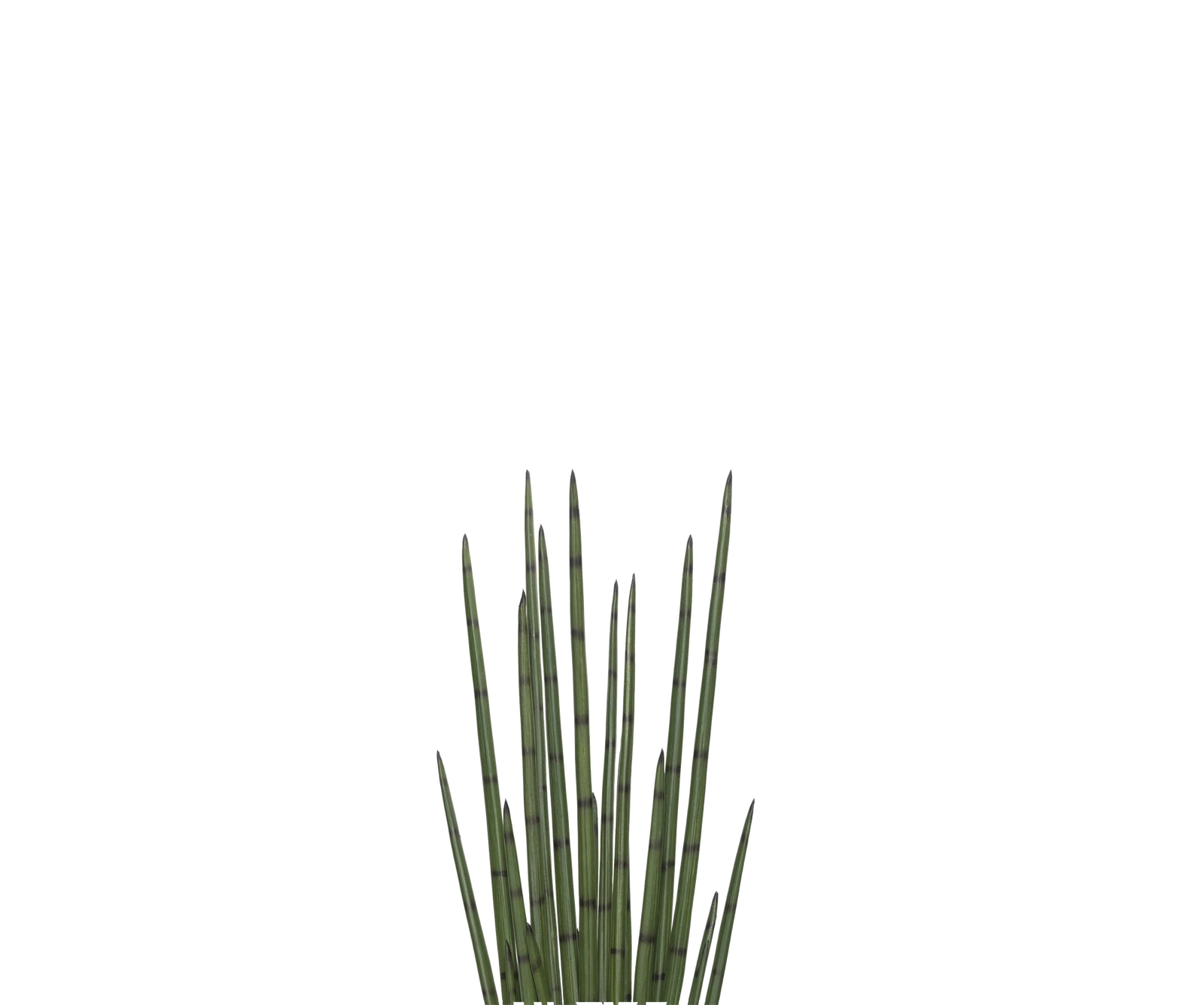 Sansevieria Cylindrica künstlich, H: 120cm