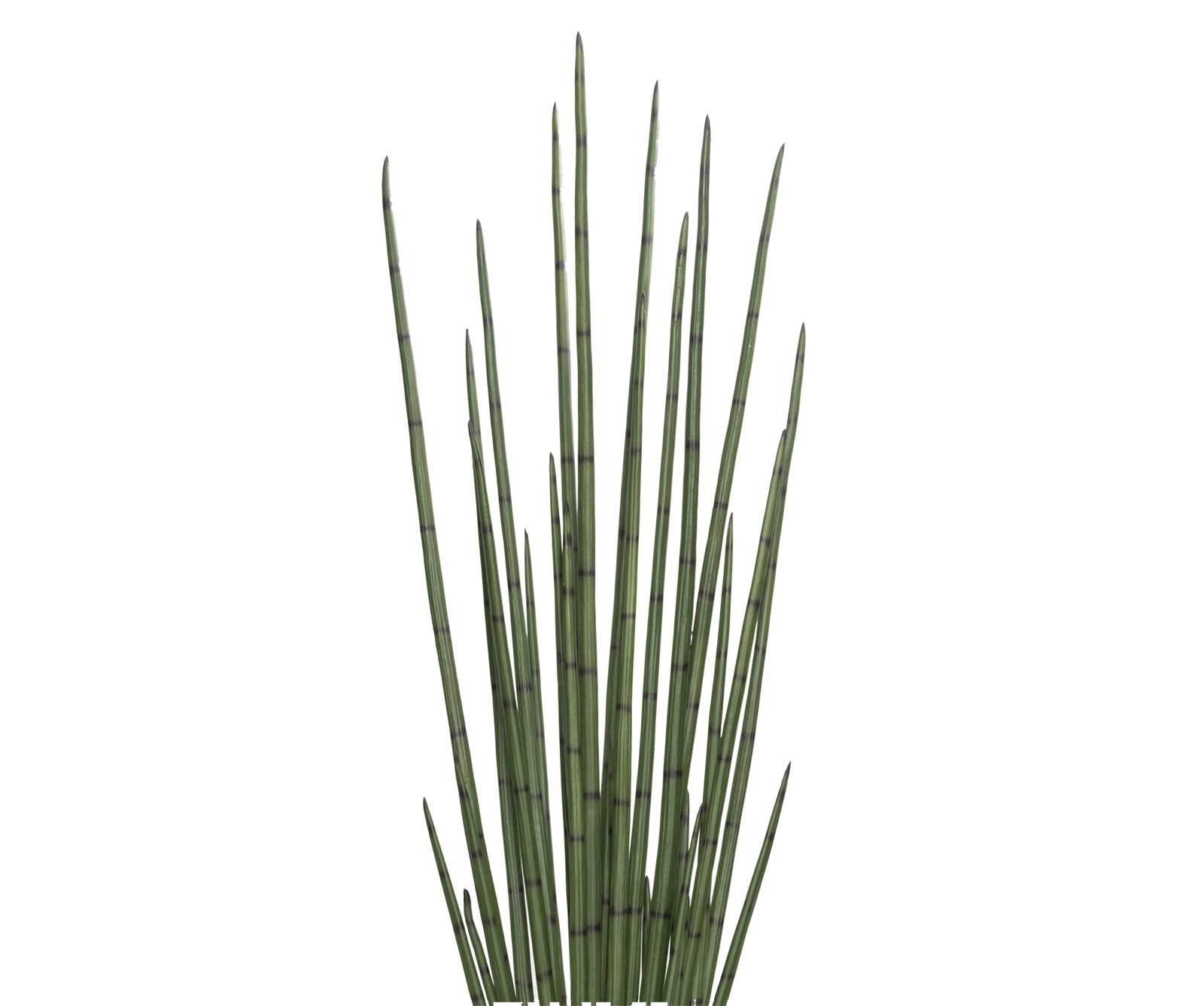Sansevieria Cylindrica künstlich, H: 180cm