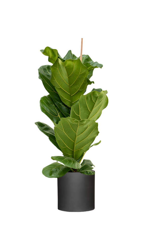 Ficus Lyrata - Geigenfeige Ø:21 H:90 cm